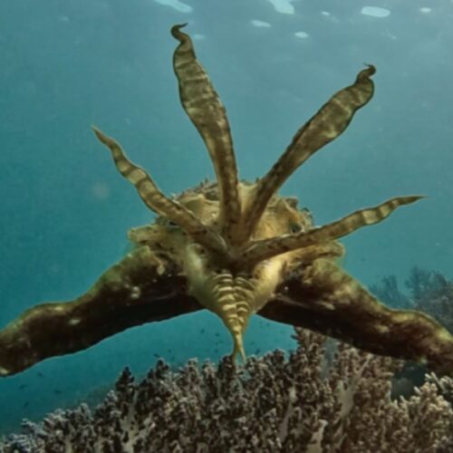 cuttleTOP-500x500.jpg
