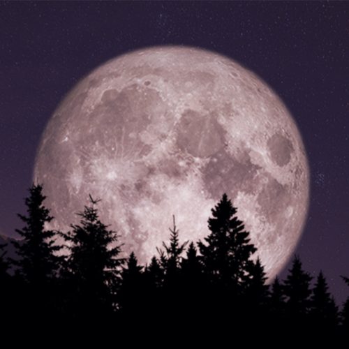 image-2-500x500.jpeg