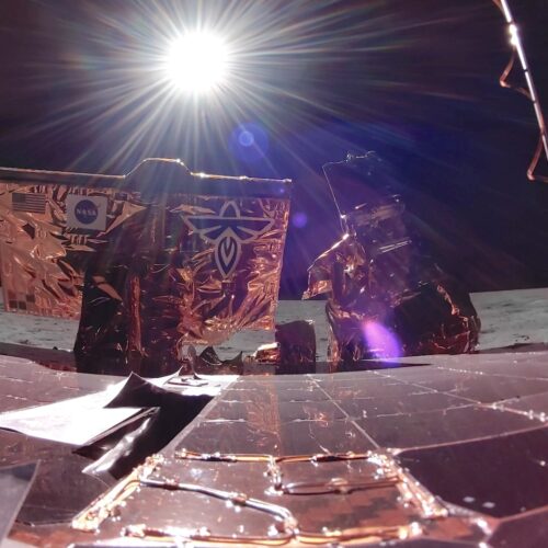 firefly-11-500x500.jpg
