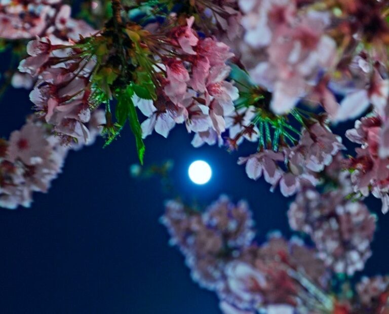 Cherry-Blossom-Moon.jpg