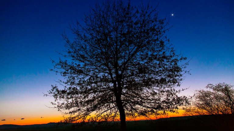 Venus-tree-John-Chumack.jpg