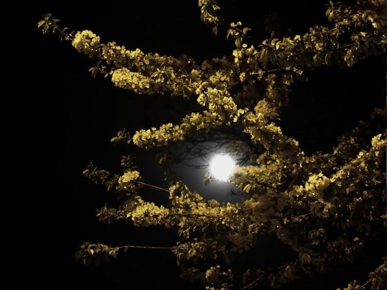 Moon-branches.jpg