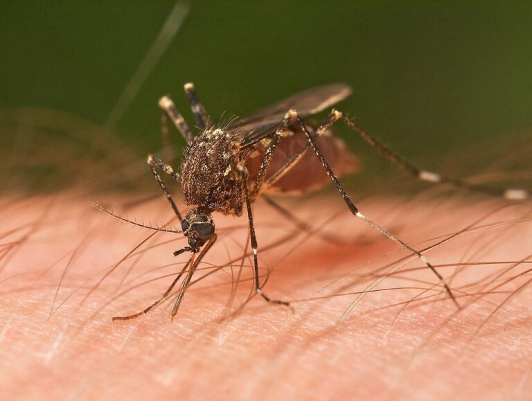 mosquito.jpg
