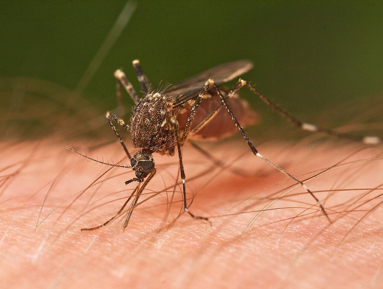 mosquito.jpg