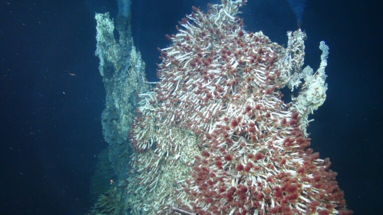 Holden_sea_microbes_20250724_001003.jpg