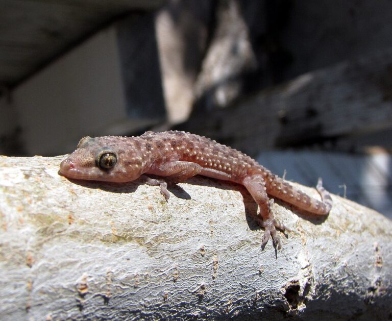1319px-Mediterranean_house_gecko_20250815_105956.JPG