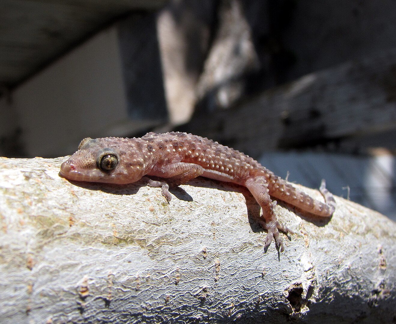 1319px-Mediterranean_house_gecko_20250815_105956.JPG
