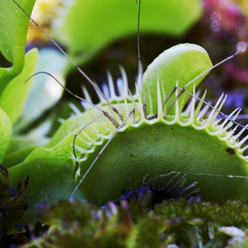 venus-flytrap-500x500.jpg