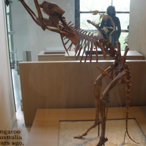 rsosSimosthenurus_occidentalis-500x500.jpg