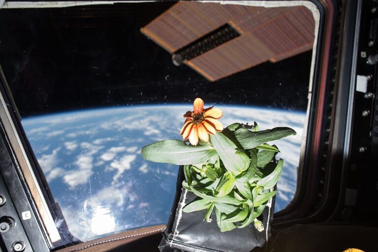 1082px-ISS-46_Zinnia_flower_in_the_Cupola_2_20251130_225744.jpg