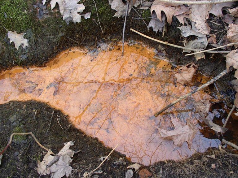962px-Iron_bacteria_in_runoff_20251113_143525.JPG