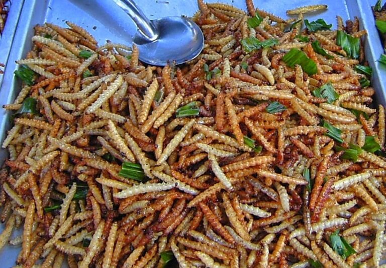 Bamboo_worms_on_plate_cropped_jpeg_20251111_002026.jpg