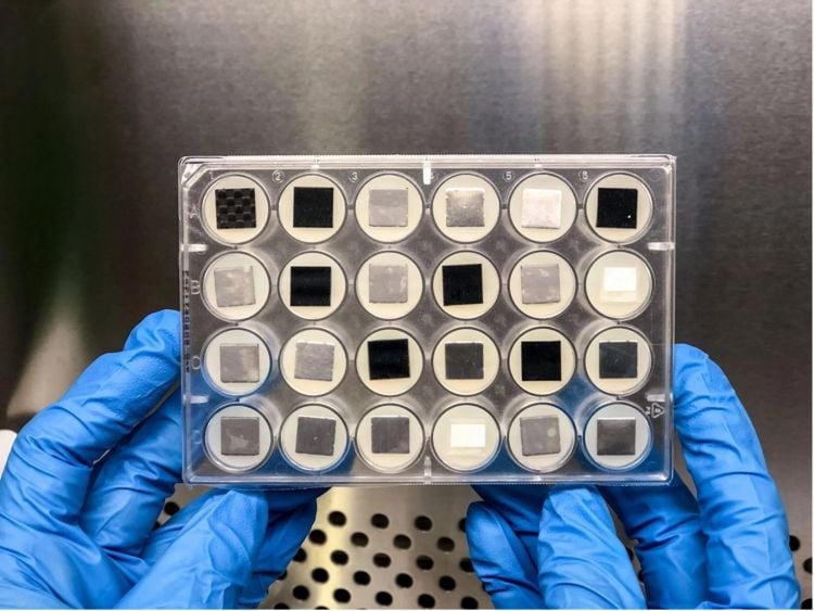 biofilm_750_20260128_050059.jpg