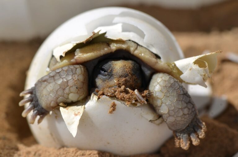 desert-tortoise-hatching-baby-hatchling-3879446bdf2590dfb3157f8af716d9ef_20260107_001350.jpg