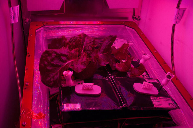ISS-40_Vegetable_Production_System_Veggie_20260225_153727.jpg