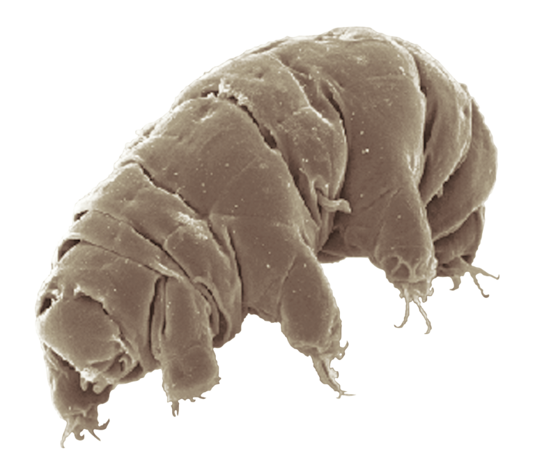 SEM_image_of_Milnesium_tardigradum_in_active_state_-_journal.pone.0045682.g001-2_white_background_20260301_224107.png