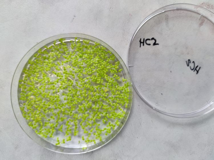 csm_duckweed_ff90f815e2_750_20260325_032109.jpg