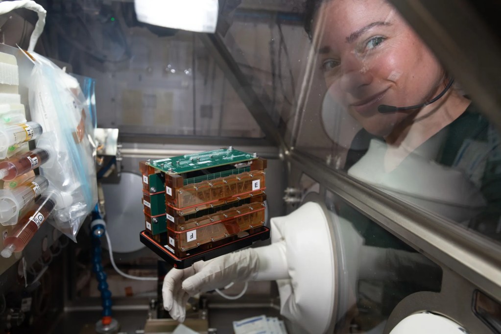 NASA astronaut Jessica Meir conducts cardiac research using tissue chip platforms in the Life Sciences Glovebox aboard space station in March of 2022. Credit: NASA
