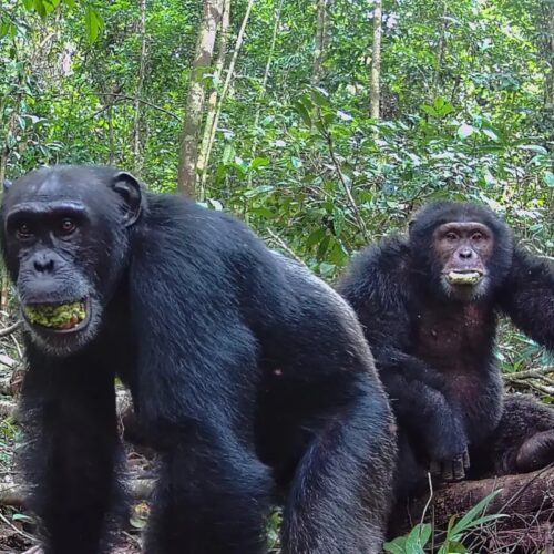 chimp1-500x500.jpg