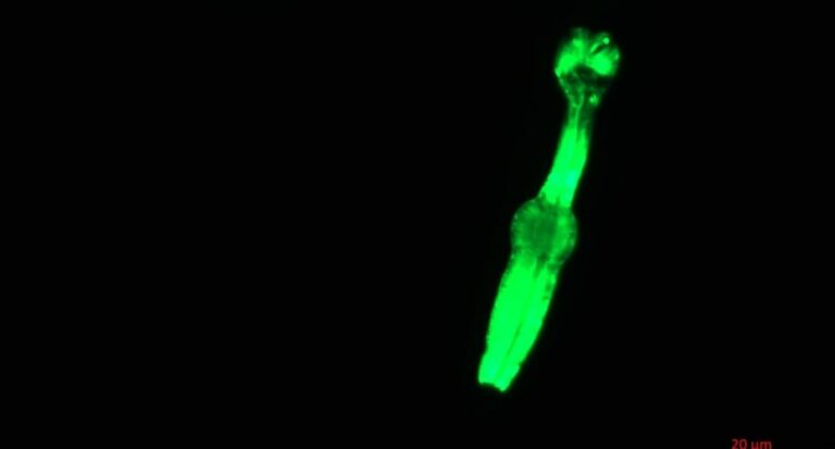 space-worms-for-web_20260417_115717.jpg