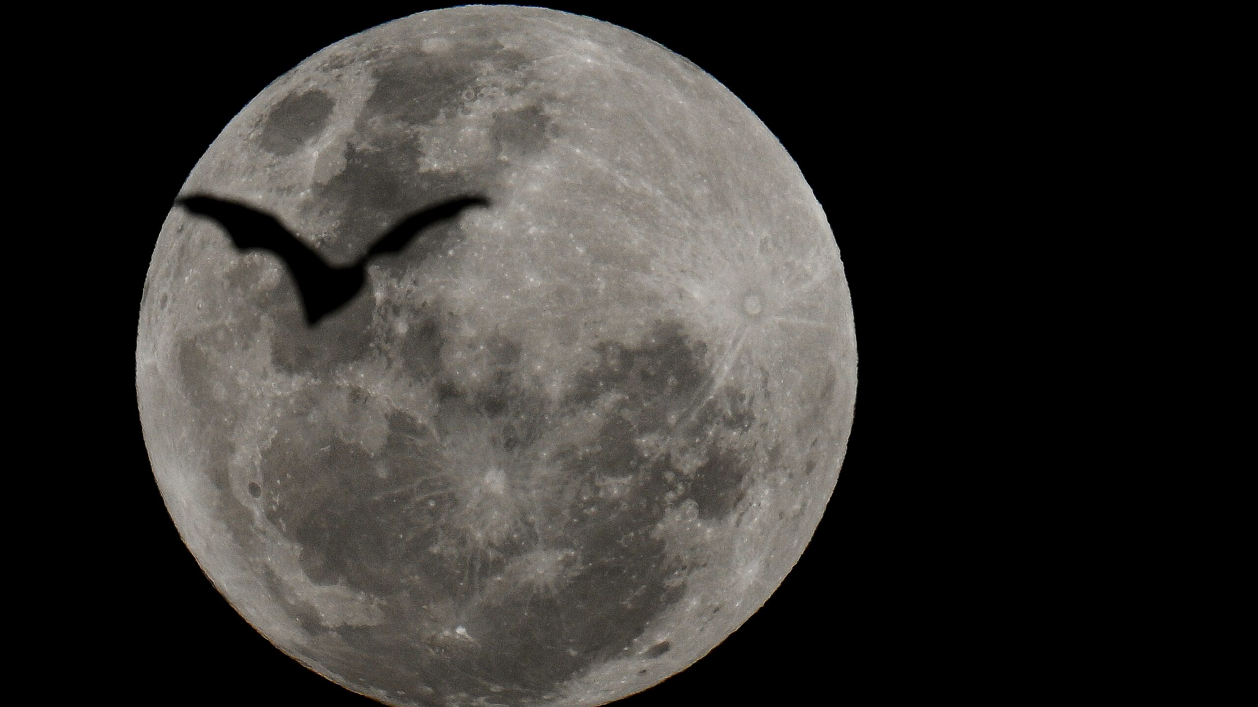 The silhouette of a bat is photographed flying across the disk of a full moon in a black night sky.