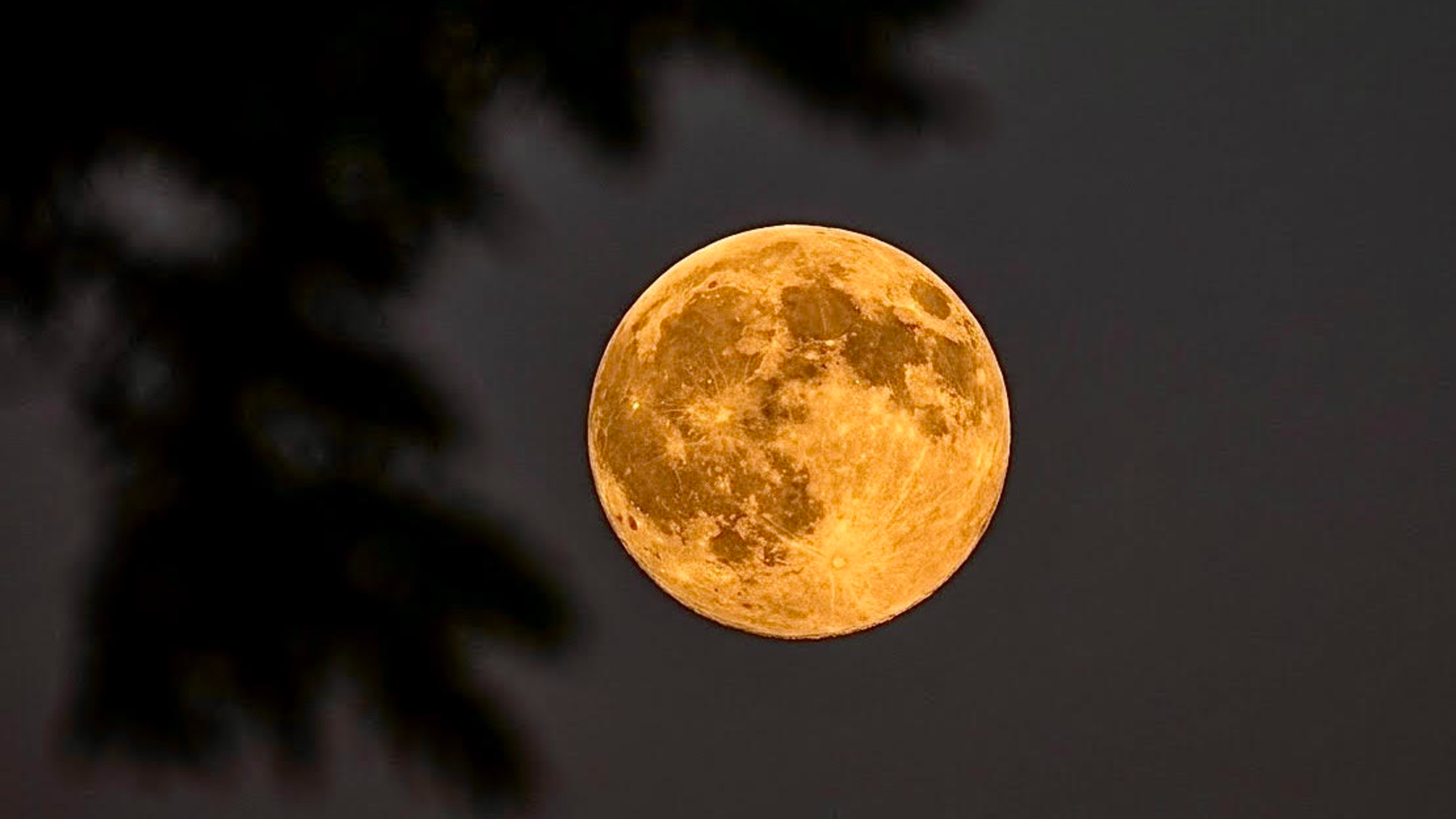 An orange full moon glows in a dark sky with the silhouette of a leafy branch visible to the left of the screen.