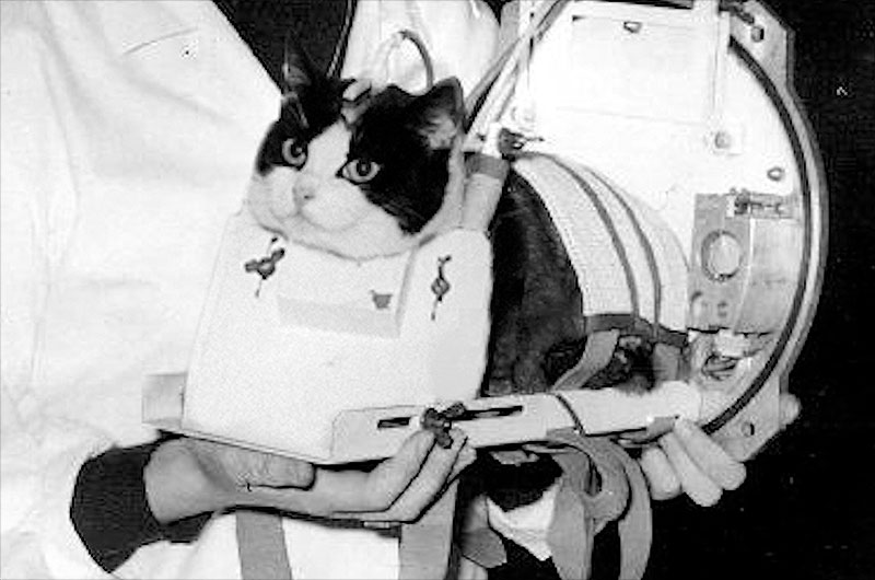 Félicette, the first cat to fly into space in October 1963, is seen her carrier pre-flight. A crowdfunded campaign will erect a memorial to honor the Félicette in her hometown of Paris, France.